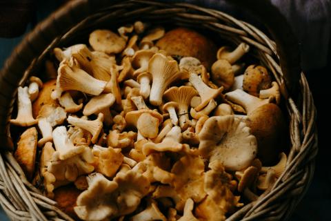are shrooms safer than weed